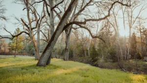 Sierraskyranch Gallery Image 13